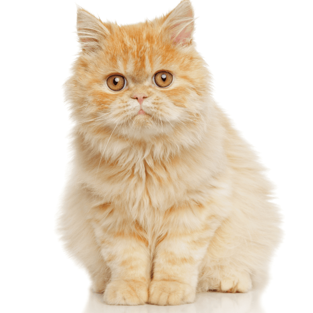 Persian