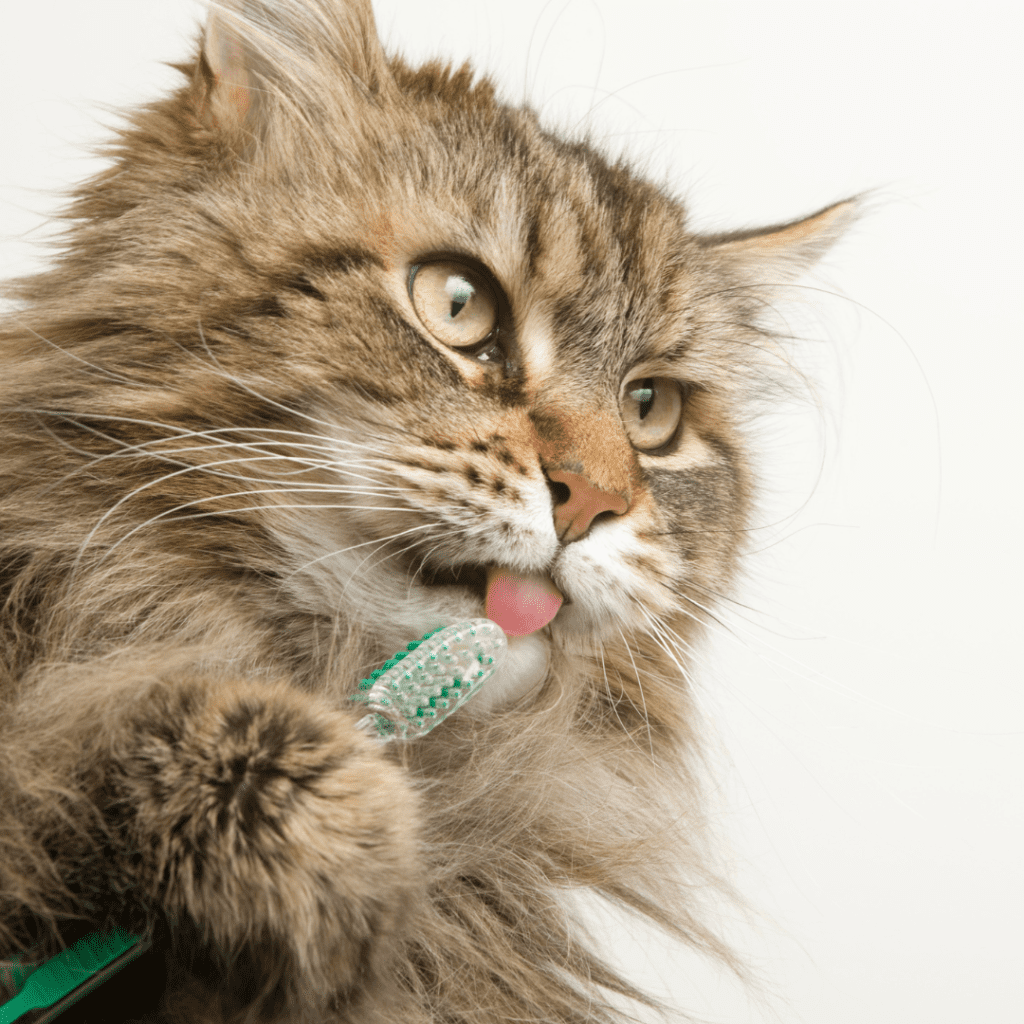 Maine Coon