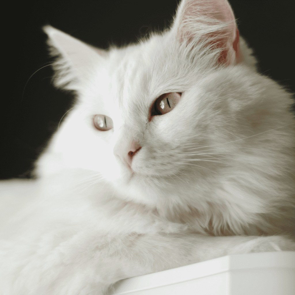 Turkish Angora