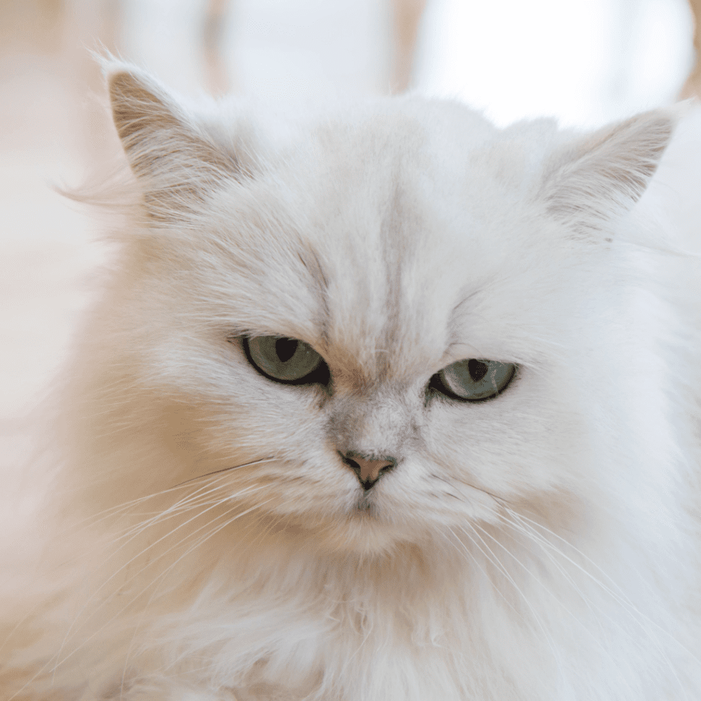 Persian