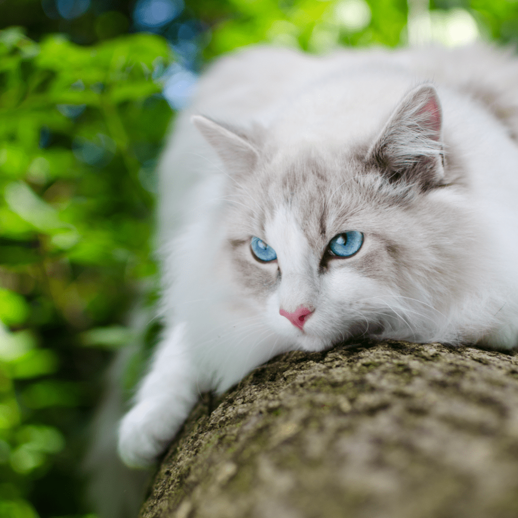 persian ragdoll