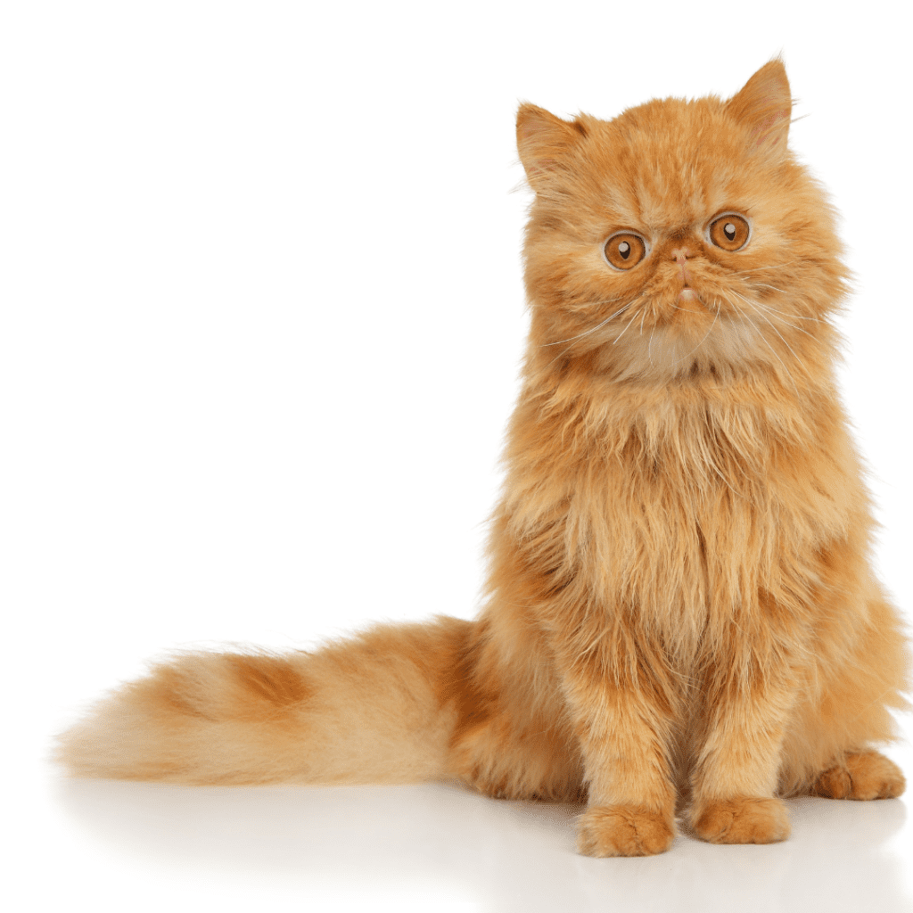 Persian Cat