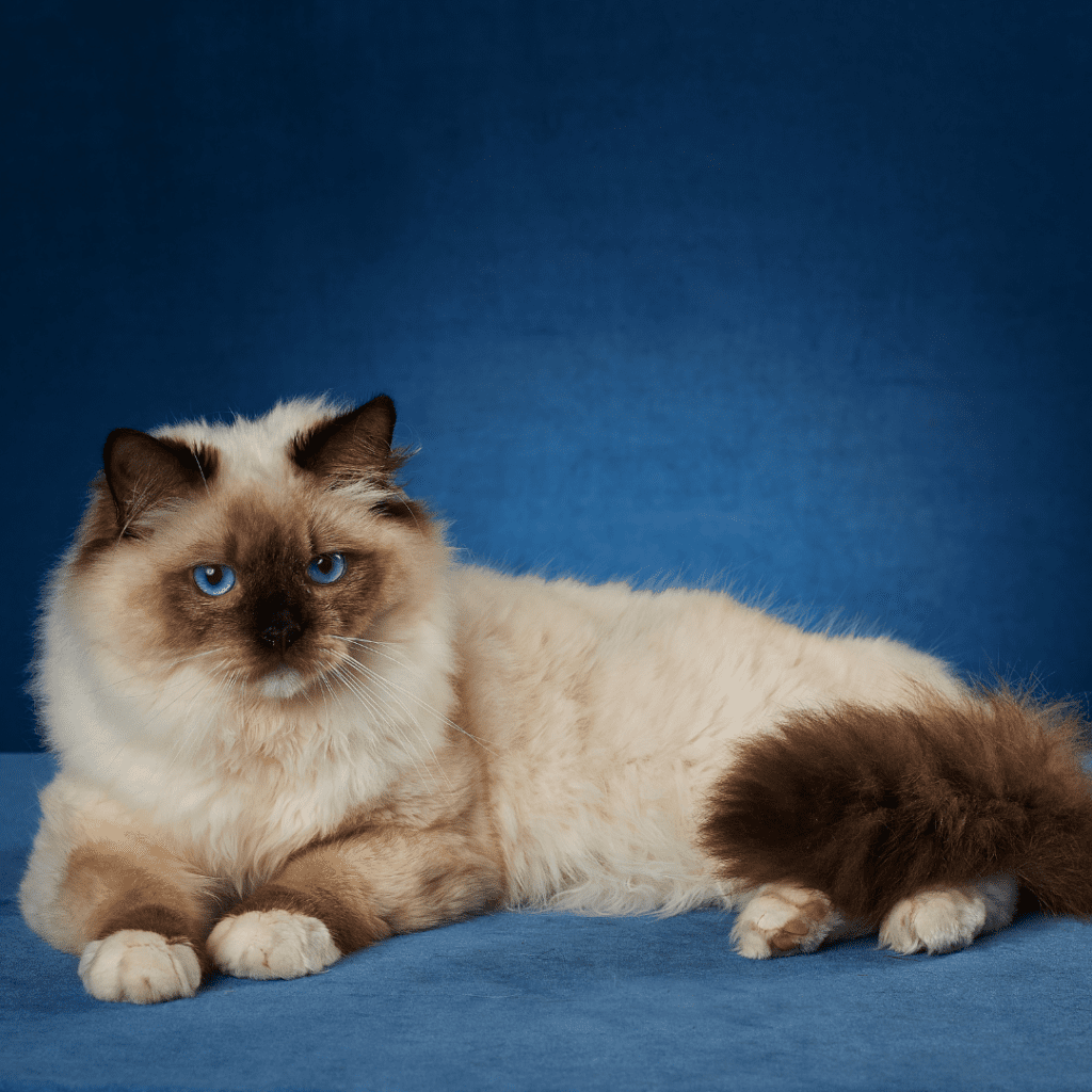 Ragdoll