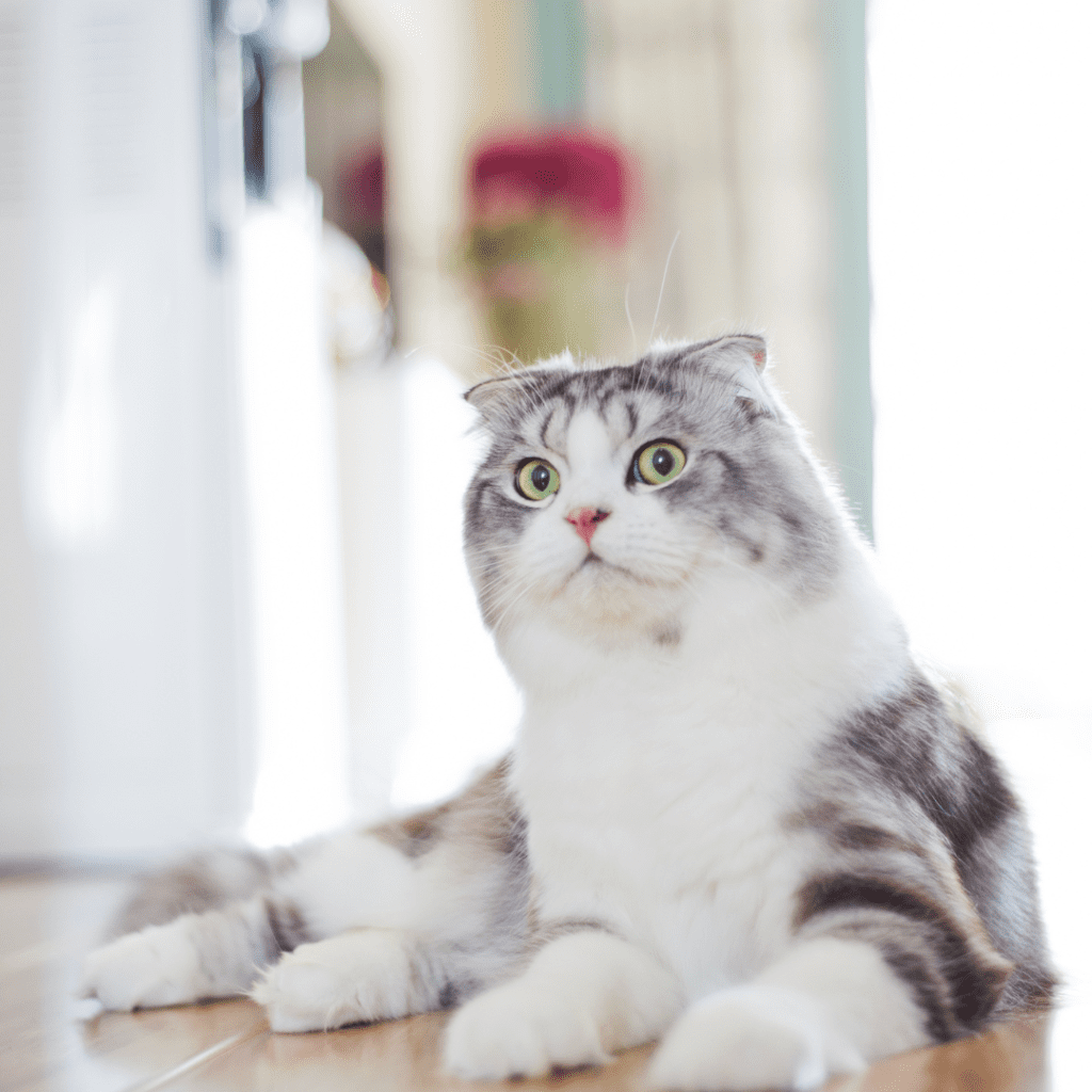 Scottish Fold
