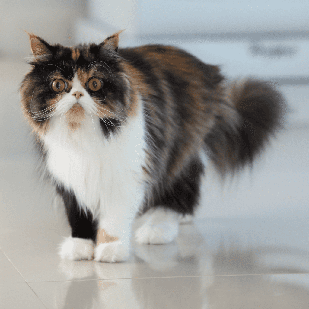Persian Cats