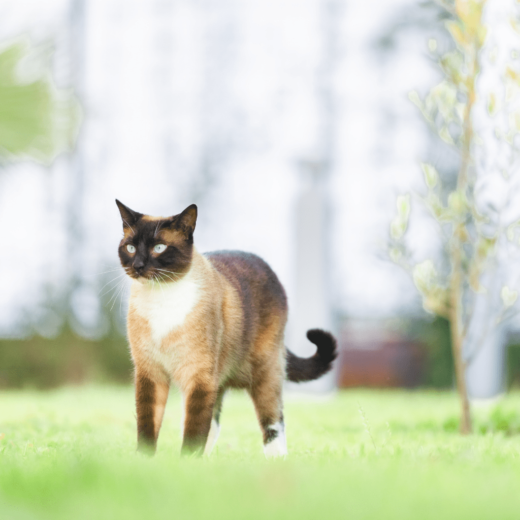 Siamese