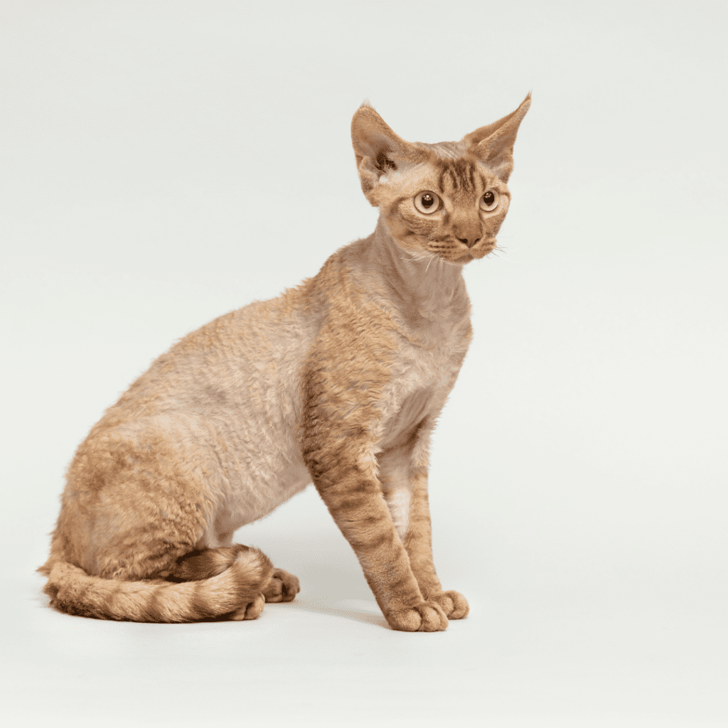 Devon Rex