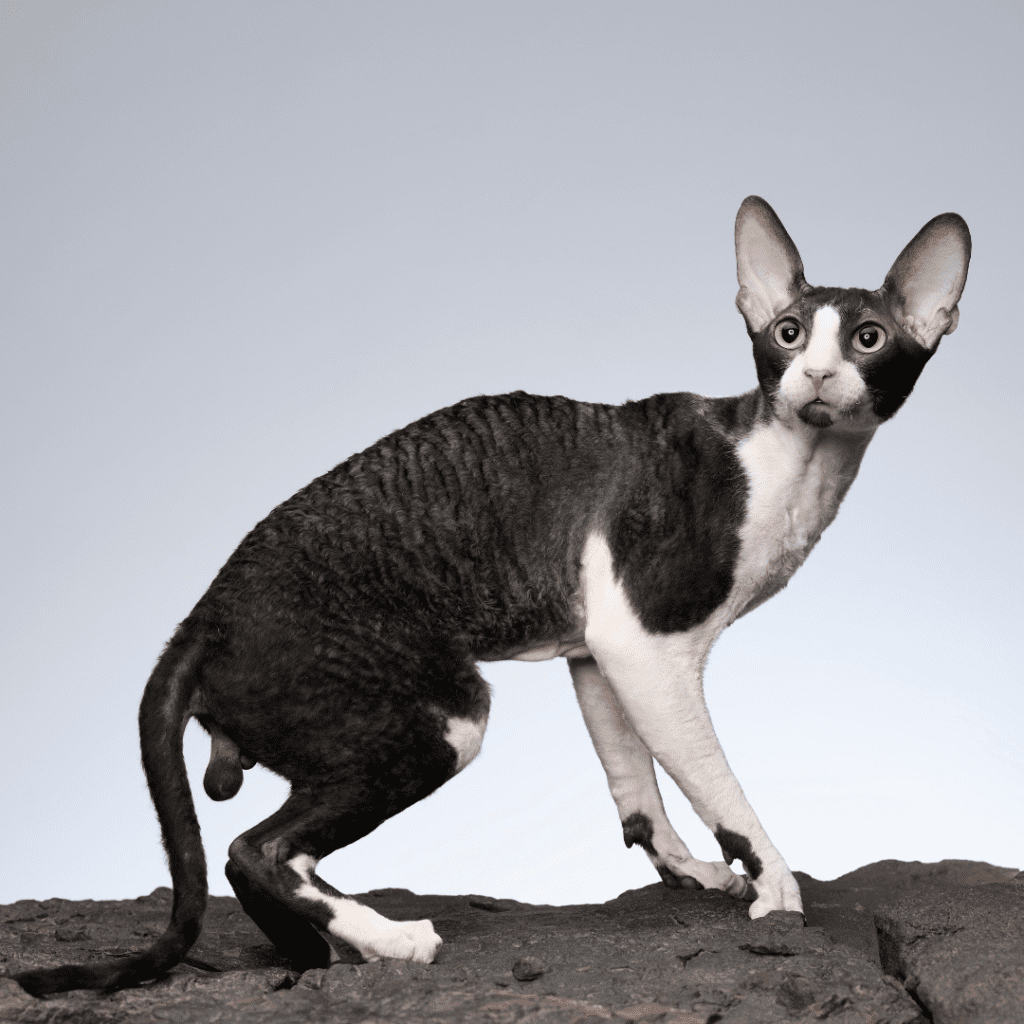 Cornish Rex