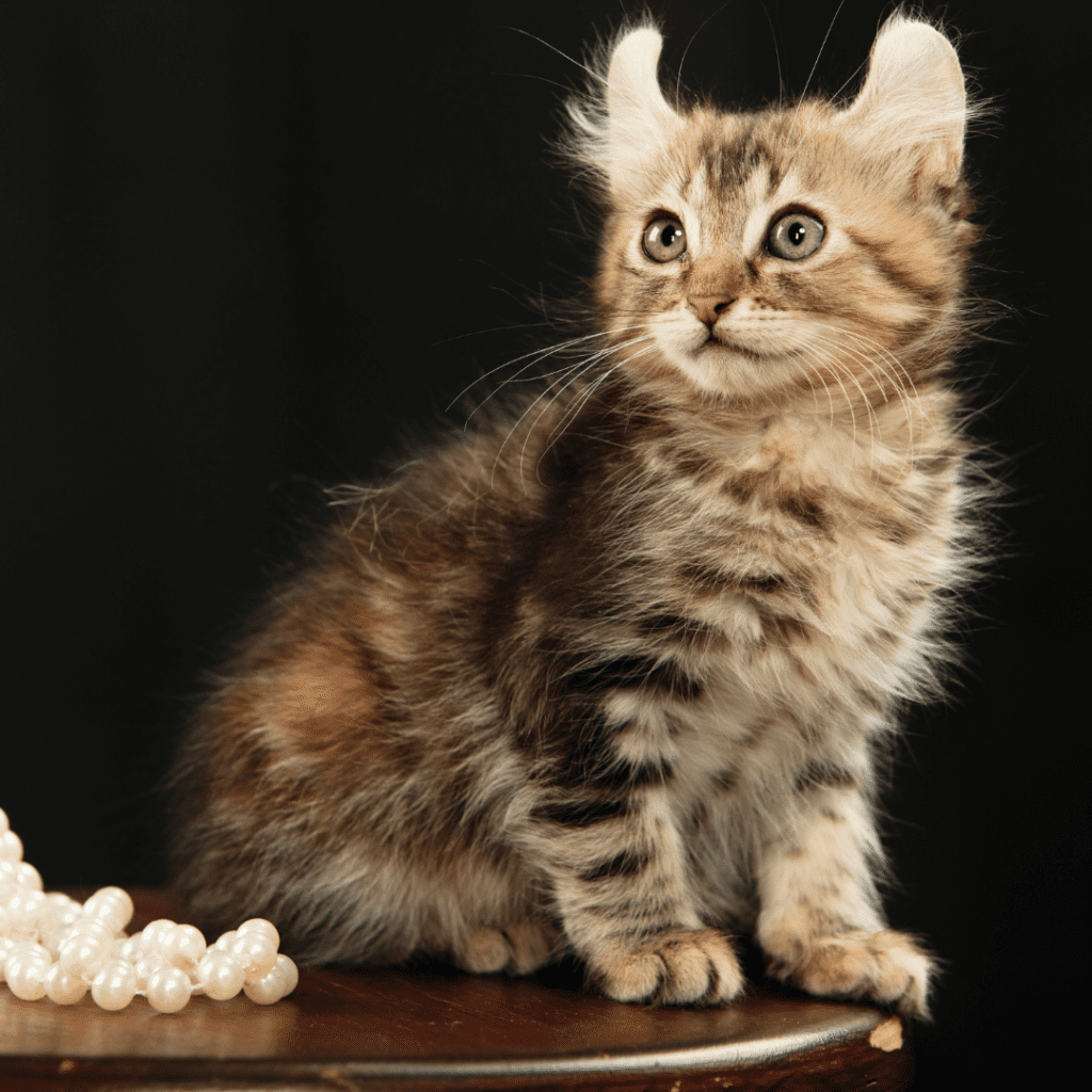 American Curl