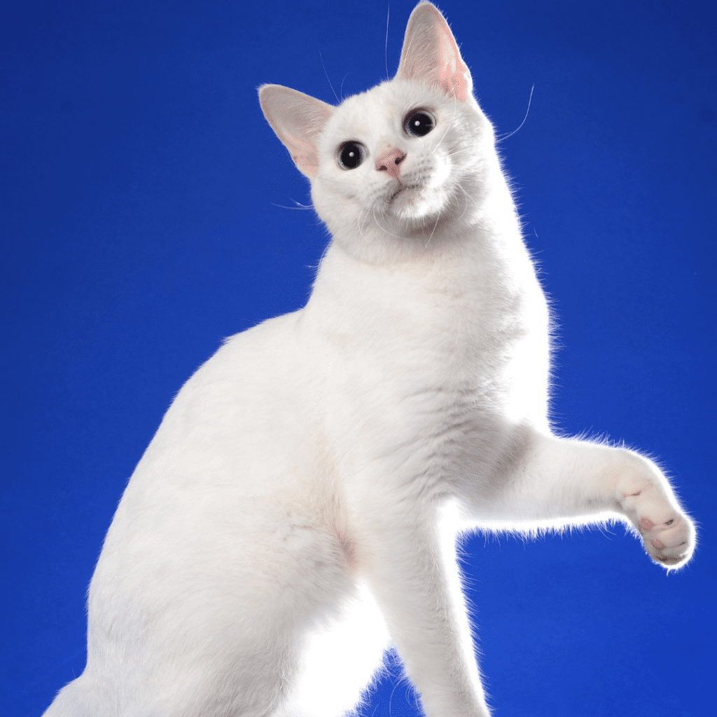 Japanese Bobtail