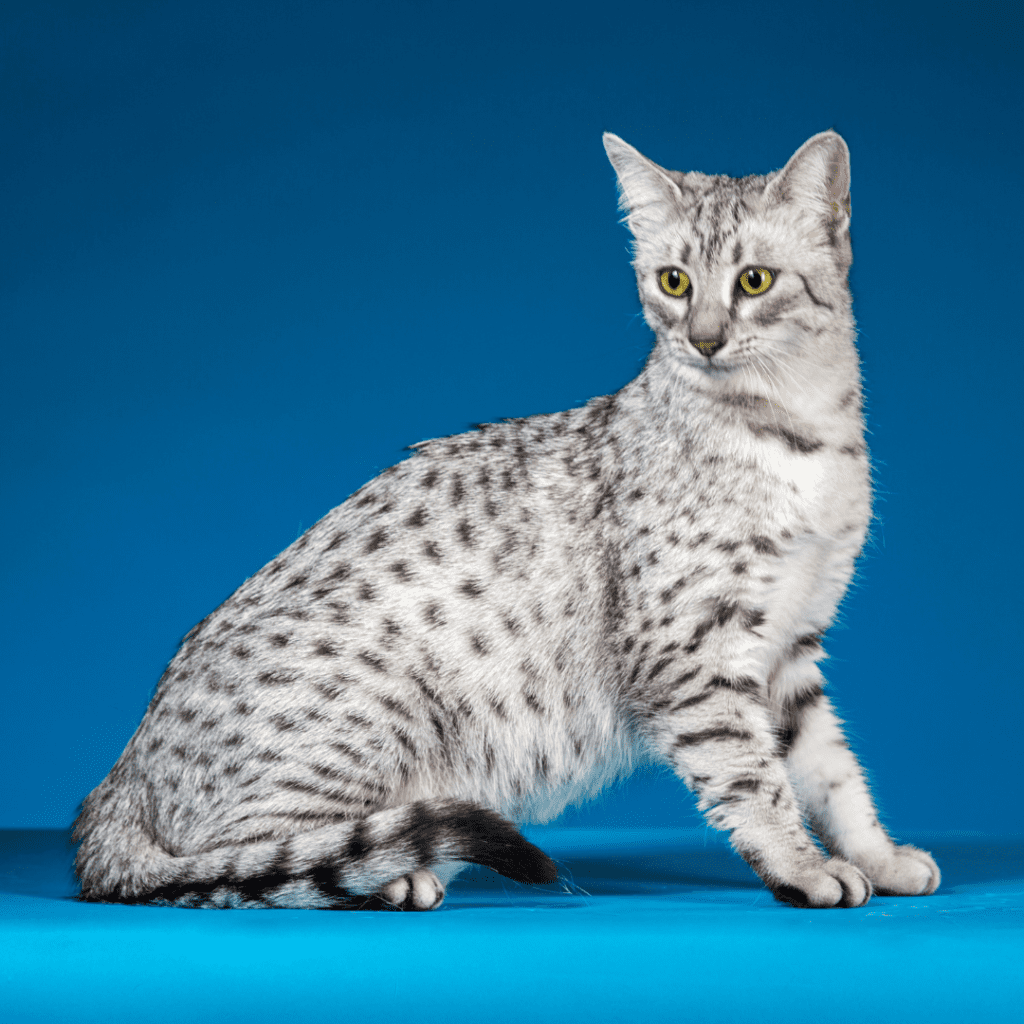 Egyptian Mau