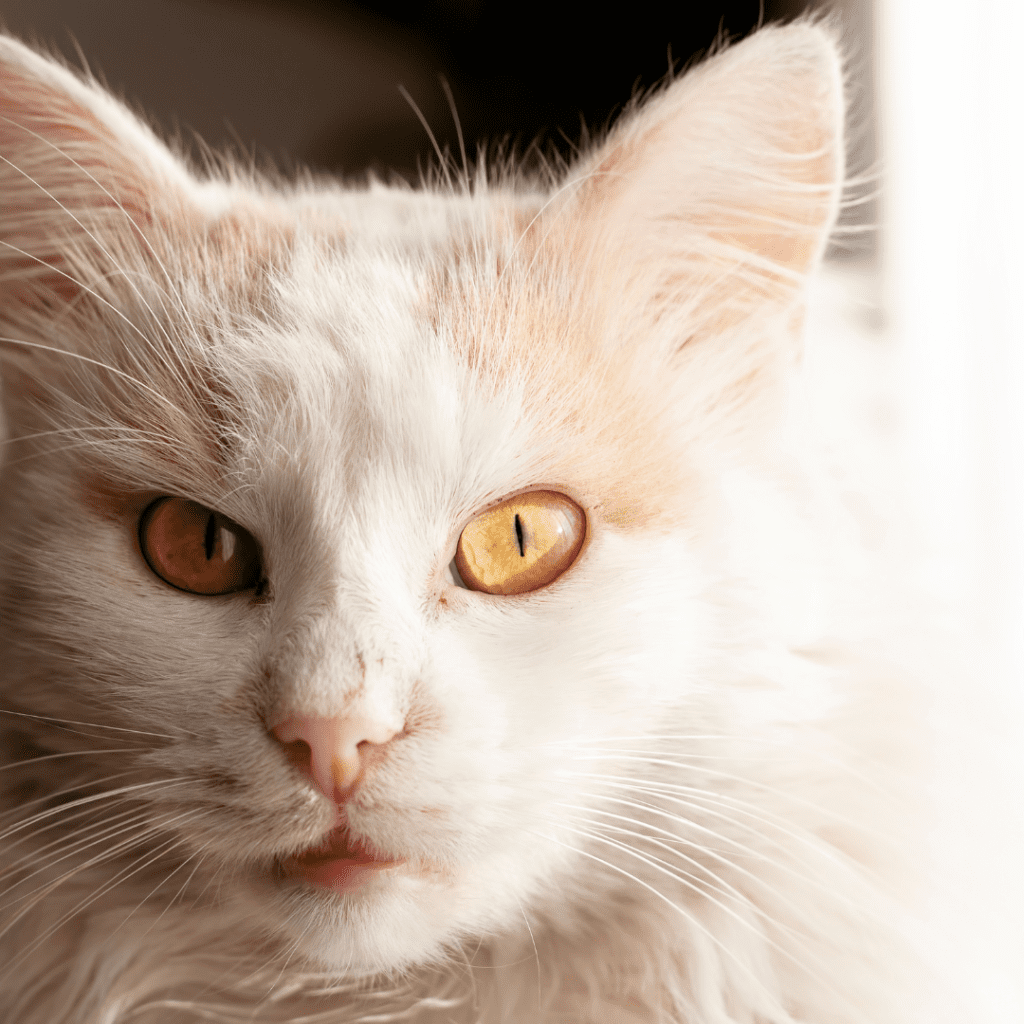 Turkish Angora