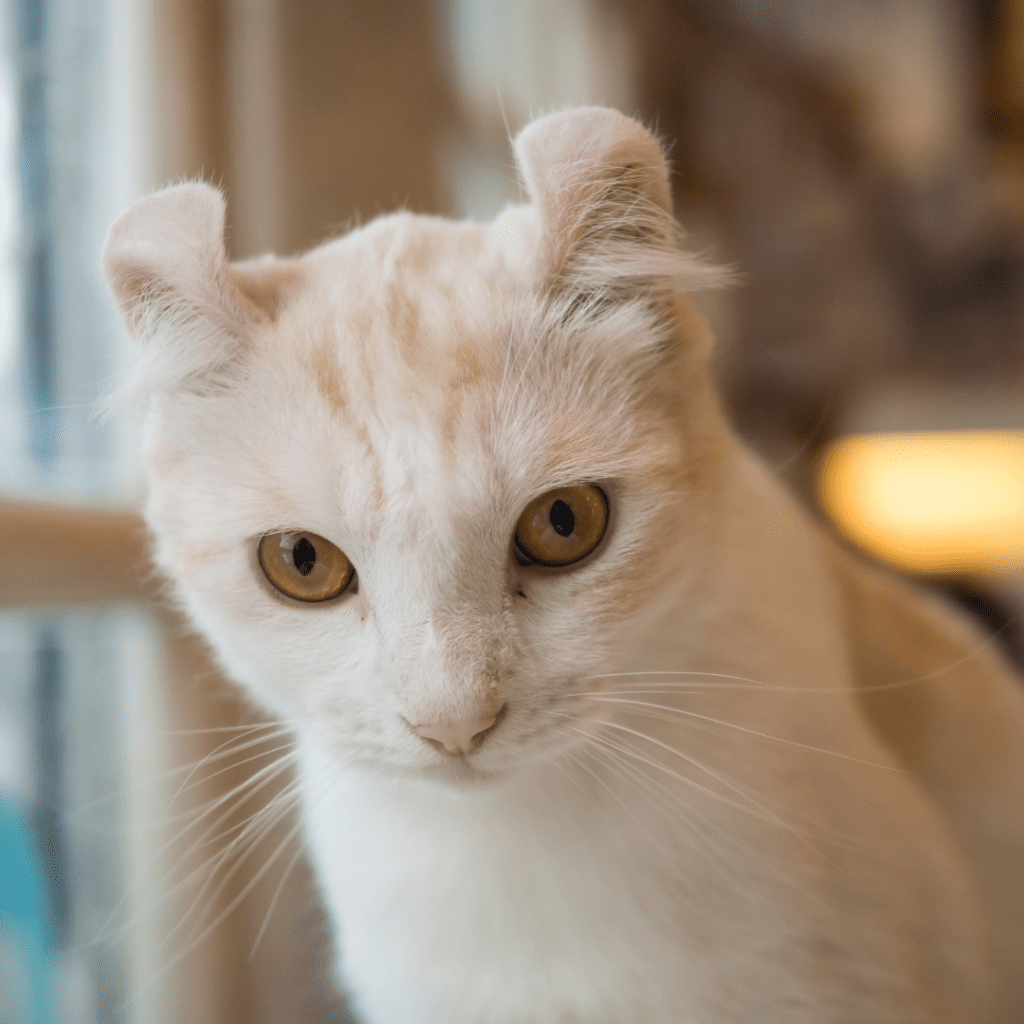 American Curl