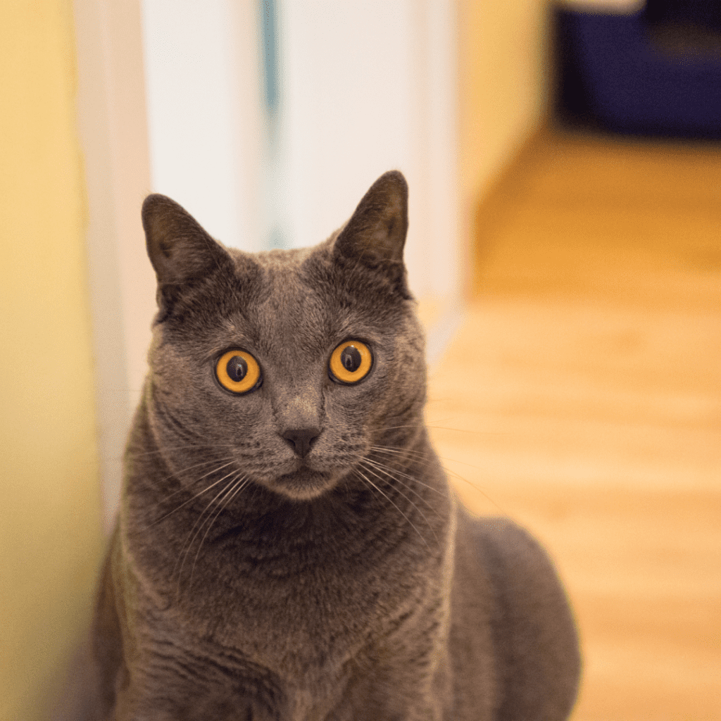 Chartreux