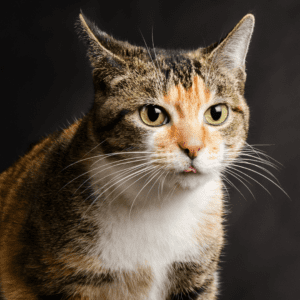 Torbie Cat Personality